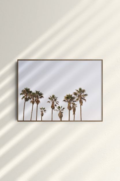The Summerly Cali Palms