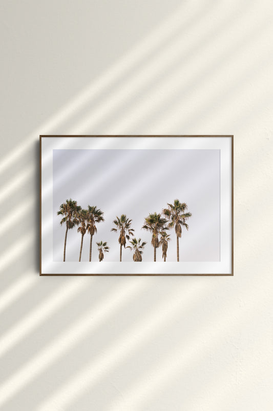 The Summerly Cali Palms